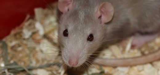Comment les professionnels peuvent vous aider à lutter contre les rats
