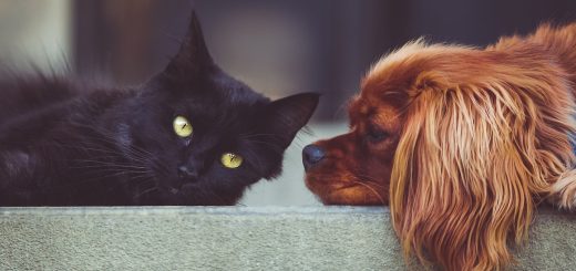Les avantages de la consultation d'un blog sur les animaux