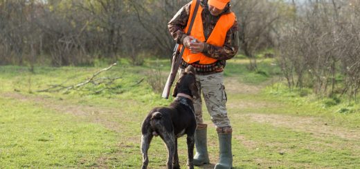 Gérer les urgences : que faire si votre chien se blesse en chassant le gros gibier ?