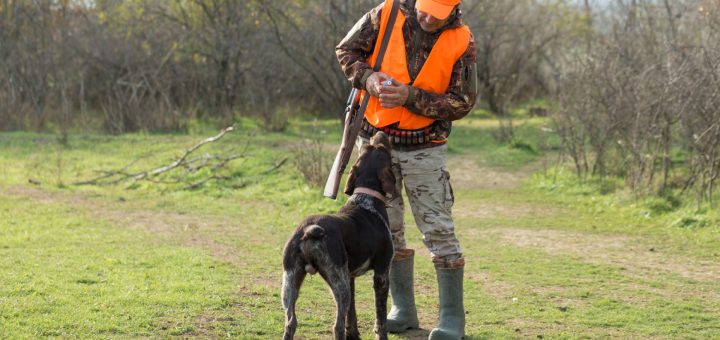 Gérer les urgences : que faire si votre chien se blesse en chassant le gros gibier ?