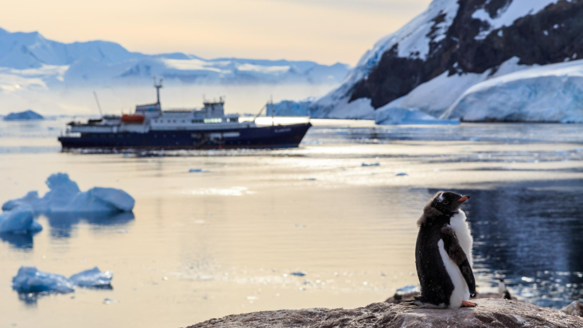 Découvrir la croisière en Antarctique : étapes, escales et paysages à couper le souffle