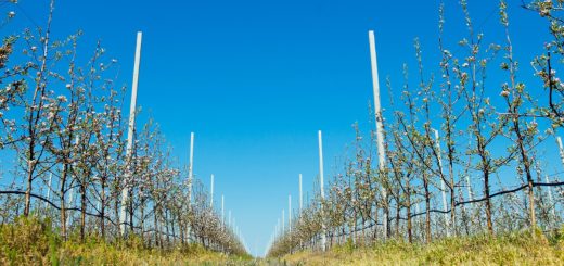 Des récoltes maximisées grâce aux monofilaments haute performance